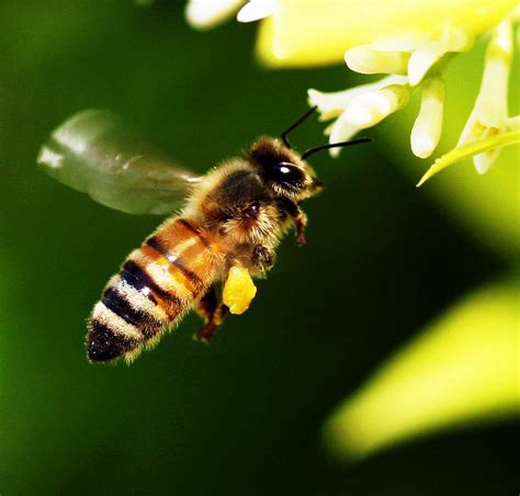 蜜蜂象徵意義|【蜜蜂的寓意】蜜蜂的寓意和象徵什麼人 